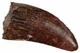 Serrated, Carcharodontosaurus Tooth - Real Dinosaur Tooth #341284-1